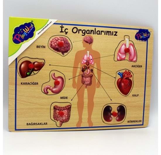 ONY.AHSAP TUTMALI IC ORGANLARIMIZ 99166 (166/167)